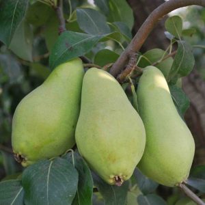 Armut Fidanı Akça Armut, 2 Yaş