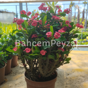 Dikenler Tacı, Euphorbia Milli