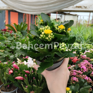 Kalanchoe Kalanşo Çiçeği