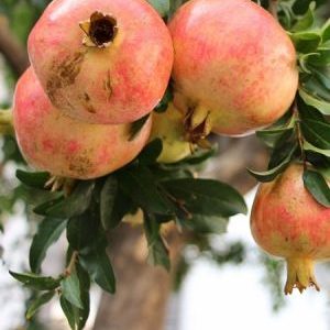 Nar Fidanı Devedişi Nar, 2 Yaş