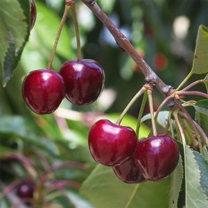 Kiraz Fidanı Burlat Kiraz, 2 Yaş