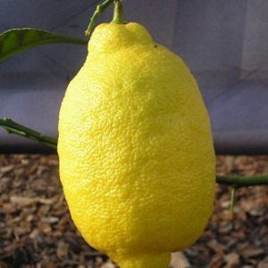 Limon-Enterdonat Limon Fidanı, 2-3 Yaş, Saksılı