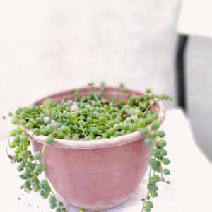 Tesbih Askı Sukulent