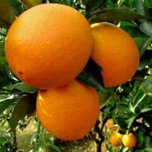 Portakal- Washington Portakal Fidanı, 2-3 yaş