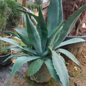 Amerikan Sabır , Yeşil Agave , Agave americana