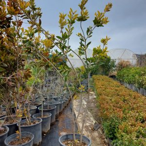 Fırça Çalısı,Kırmızı Fırça Çalısı, Callistemon myrtaceae