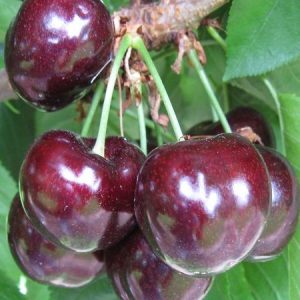 Kiraz Fidanı Z-900 Kiraz, 2 Yaş