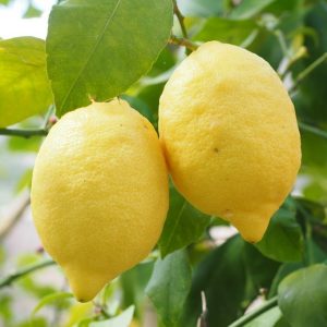 Limon-Yediveren Limon Fidanı, 2-3 Yaş, Tüplü