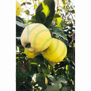 Ayva Fidanı Ege-22, 2 Yaş