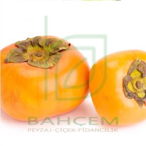Trabzon Hurması Fidanı Gökyenilen Trabzon Hurması (Cennet Hurması), 2  Yaş