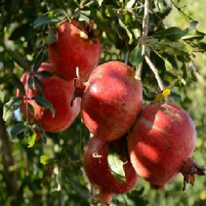 Nar Fidanı Hicaz Nar, 2 Yaş