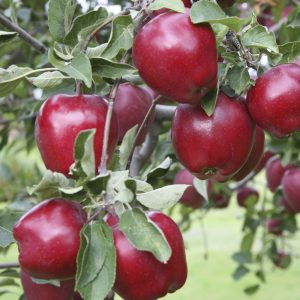 Elma Fidanı Kırmızı Starking Delicious Elma,2 Yaş