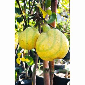 Armut Fidanı Margarit Armut,  2 Yaş