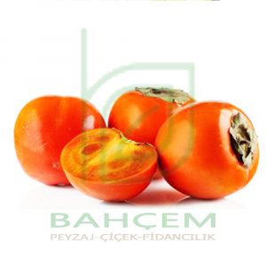 Trabzon Hurması Fidanı Hachia Sade Trabzon Hurması (Cennet Hurması), 2 Yaş