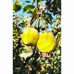 Armut Fidanı Santamaria Armut,  2 Yaş