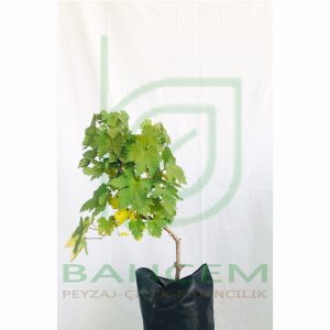 Black Finger Üzüm Fidanı, 2 Yaş