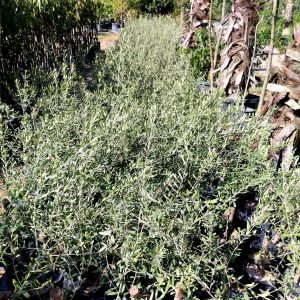 Zeytin Fidanı Deliceye Aşılı Memecik Zeytin Fidanı,3 Yaş