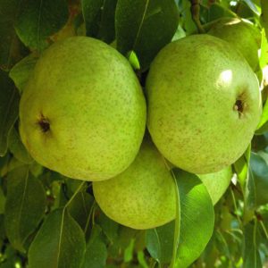 Armut Fidanı Ankara Armut, 2 Yaş