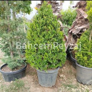 Piramit Şimşir, Buxus sempervirens Pyramidalis