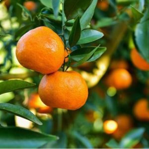 Mandalina -Satsuma Mandalina Fidanı, 2-3 Yaş, Tüplü