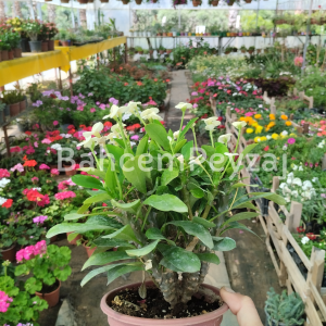 Dikenler Tacı, Euphorbia Milli
