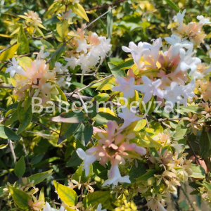 Abelya, Güzellik çalısı, Abelia grandiflora