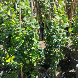 Arap Yasemini, Rhyncospermum jasminoides Star