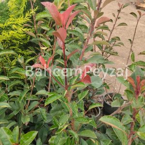 Alev Ağacı-Çalısı, Photinia Fraseri Red Select