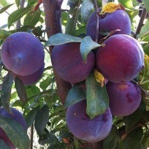 Erik Fidanı Angelica Erik, 2 Yaş