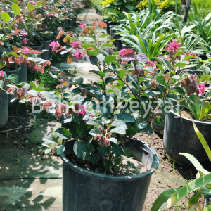 Loropetalum, Pembe Rüya Çiçeği, Loropetalum chinense Black Pearl