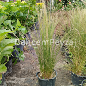 Stipa-At Kuyruğu Çimi, Stipa Tenuifolia