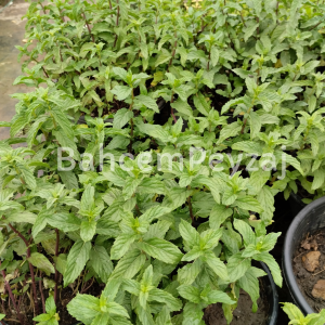 Nane, Mentha crispa