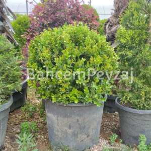 Top Şimşir, Buxus sempervirens Ball