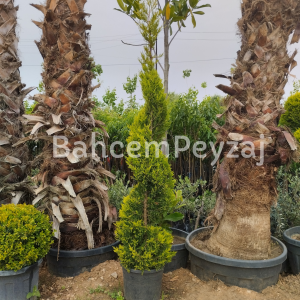 Spiral Limon Çamı, Cupressus macrocarpa Goldcrest Spiral- 140-160 cm