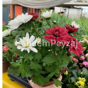 Kasımpatı, Chrysanthemum