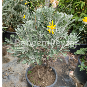 Sarı Papatya, Euryops Pectinatus