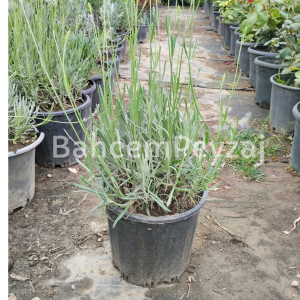 Lavanta, Lavandula intermedia