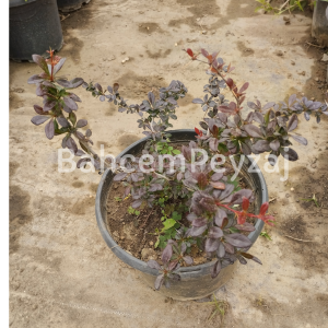 Hanım Tuzluğu ,Berberis X Ottowewnsis Superba Berberis