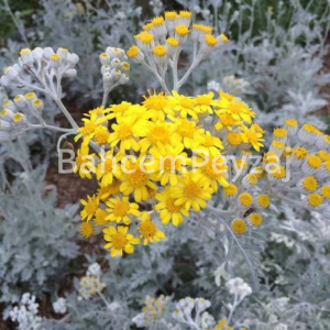 Bahçe Külü, Cineraria maritima