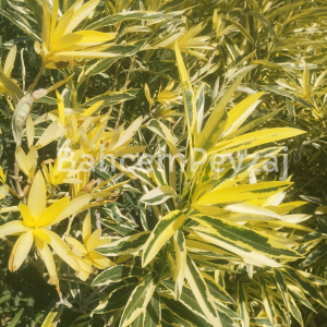 Alacalı Zakkum, Nerium Oleander Variegatum