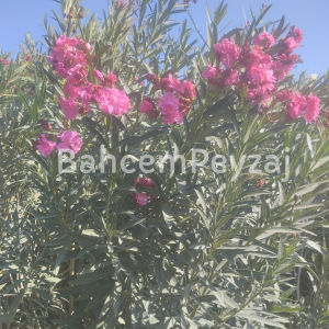 Zakkum, Nerium Oleander