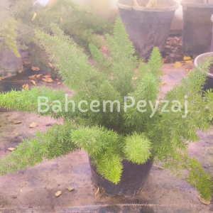 Tilki Kuyruğu, Asparagus densiflorus foxtail