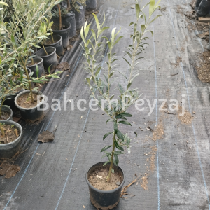 Zeytin Fidanı Arbequina Zeytin Fidanı, 3 Yaş- 30-50 cm