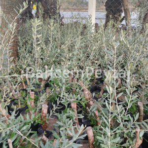 Zeytin Fidanı Deliceye Aşılı Memecik Zeytin Fidanı,2 Yaş