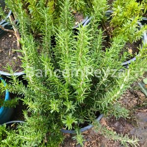 Biberiye veya Kuşdili, Rosmarinus officinalis