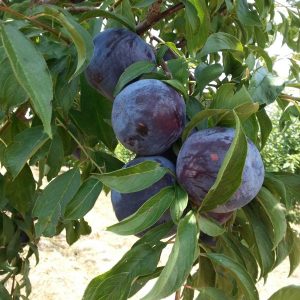 Erik Fidanı Black Diomond Erik, 2 Yaş