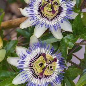 Çarkıfelek, Passiflora caerulea