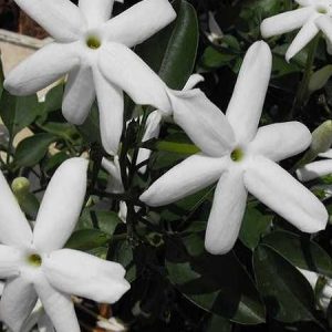 Full Yasemin, Jasminum Sambac Full