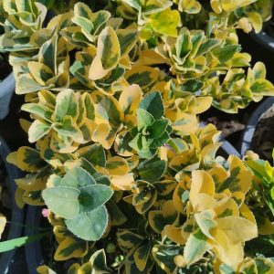 Gold Taflan, Euonymus Japonica Aurera