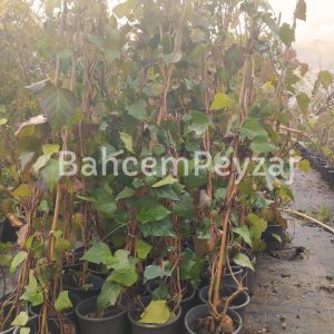 Hedera Helixs Orman Sarmaşığı